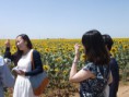 /album/fotogaleria/girasoles-finca-san-ygnacio-19-jpg/